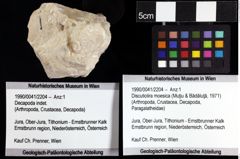 Foto (Objket + Etiketten) von Discutiolira moesica (Muţiu & Bădăluţă, 1971) 